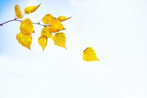 Herbstlandschaft mit leuchtend buntem Laub. Indischer Sommer. foto