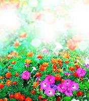 Sommerlandschaft. Blumen foto