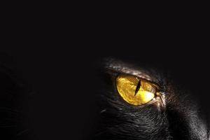 schwarze Katze mit gelben Augen. Haustier. foto