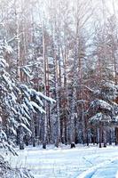 Wald im Frost. Winterlandschaft. schneebedeckte Bäume. foto