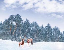 Wald im Frost. Winterlandschaft. schneebedeckte Bäume. Hirsch foto