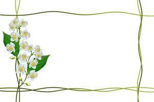 Zweig der Jasminblüten isoliert auf weißem Hintergrund. Frühling foto