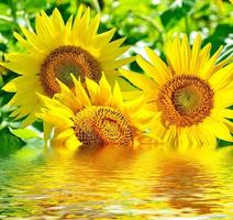 schönes Sonnenblumenfeld im Sommer foto