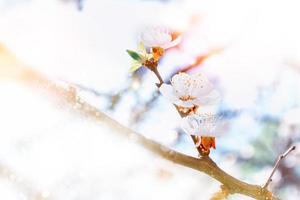 blühender Zweig Aprikose. leuchtend bunte Frühlingsblumen foto