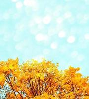 Herbstlandschaft mit leuchtend buntem Laub. Indischer Sommer. foto