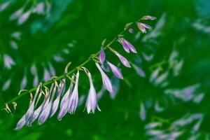 helle blumen campanula foto