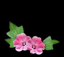 Lavatera isoliert auf schwarzem Hintergrund. helle Blume foto