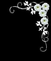 weiße Blüten isoliert auf schwarzem Hintergrund. rahmen. foto