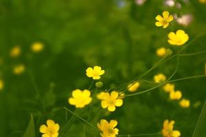 leuchtend gelbe Blüten Butterblumen foto