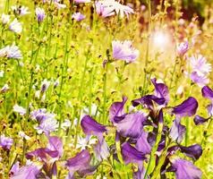 Sommerlandschaft. Wildblumen foto