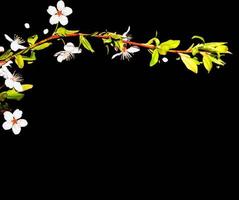 blühender Zweig der Kirsche isoliert auf schwarzem Hintergrund. foto