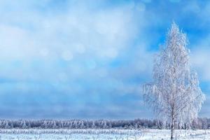 gefrorener Winterwald mit schneebedeckten Bäumen. foto