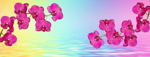 bunte helle Orchideenblumen auf einem Hintergrund der Sommerlandschaft. foto