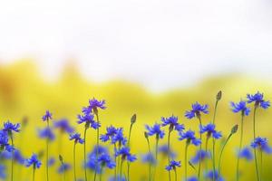 Kornblumenblaue Feldblumen vor dem Hintergrund der Sommerlandschaft. foto