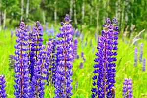 sommerlandschaft mit schönen hellen lupinenblumen foto