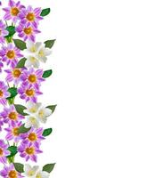 Dahlienblume isoliert auf weißem Hintergrund foto