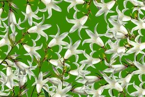 abstrakter Blumenhintergrund von weißen Glocken foto
