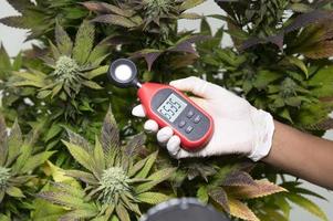 Mediziner verwenden ein Thermometer und ein Hygrometer, um die Temperatur und Luftfeuchtigkeit neben der Cannabispflanze anzuzeigen. Die Feuchtigkeitsanzeige wird auf dem Hygrometer des Geräts angezeigt. foto