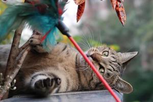 braune Katze, die das Spielzeug spielt foto