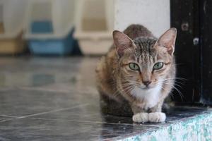 Braun getigerte Katze sitzt und schaut in die Kamera foto