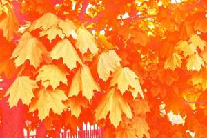 Herbstlandschaft mit leuchtend buntem Laub. Indischer Sommer. foto