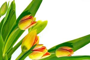 frühling bunte blumen tulpen. florale Sammlung. foto