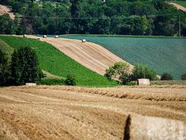 Zylinderförmige Heuballen auf den Feldern des Elsass. foto