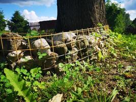 Zaun am Blumenbeet aus Gitter und Steinen foto