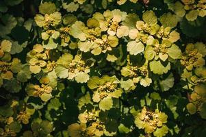 Naturhintergrund aus grünen Blättern Sommergrastapete foto