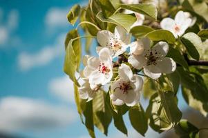 weiße Blüten auf einem Ast des Baumes Makrofoto des Frühlings foto