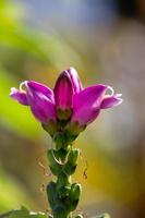 Lila Turtlehead-Blume Makrofotografie an einem sonnigen Tag. Chelone-Blume in der Sommertagesgartenfotografie. foto