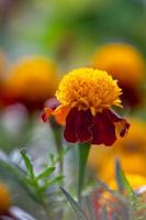 Blüte Blumen Ringelblumen an einem sonnigen Sommertag Makrofotografie. Gartenblumen mit weinroten Blütenblättern im Sonnenlicht am Herbsttag. foto