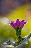 Lila Turtlehead-Blume Makrofotografie an einem sonnigen Tag. Chelone-Blume in der Sommertagesgartenfotografie. foto