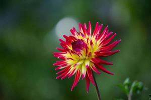 zweifarbige Dahlien-Nahaufnahme auf grünem Hintergrund. rote und gelbe Gartenblume an einem Sommertag Makrofotografie. ungewöhnliche blütendahlie runde form blumentapete. foto