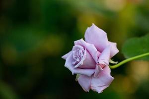 blassrosa Rosenmakrofotografie im Sommer. hellviolette Gartenrose auf einem Gartenfoto des grünen Hintergrundes. foto
