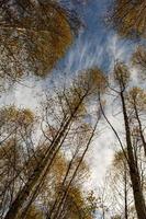 Goldene Herbstlandschaft in Zentralrussland. Herbstwald an einem sonnigen Tag. Birken mit gelben Blättern und einem strahlend blauen Himmel. landlandschaft mit goldenen bäumen im oktober. foto