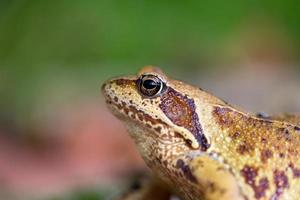 Porträt eines Frosches im Profil Nahaufnahmefoto an einem Sommertag. Krötenauge hautnah im Sommergarten. Frosch Hautstruktur detaillierte Fotografie. foto