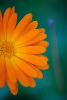 leuchtend orange Calendula-Blume auf grünem Hintergrund in einer Sommergarten-Makrofotografie. orange kamille nahaufnahmefoto an einem sommertag. Botanische Fotografie einer Gartenblume mit orangefarbenen Blütenblättern. foto