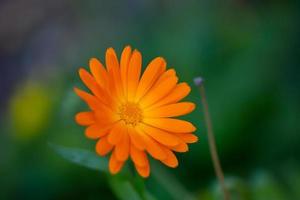 leuchtend orange Calendula-Blume auf grünem Hintergrund in einer Sommergarten-Makrofotografie. orange kamille nahaufnahmefoto an einem sommertag. Botanische Fotografie einer Gartenblume mit orangefarbenen Blütenblättern. foto