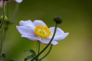 Anemonenblumen-Makrofotografie an einem Sommertag. Windflower mit hellvioletten Blütenblättern auf grünem Hintergrund. weiße gartenblume mit hellgelben staubblumentapeten. foto