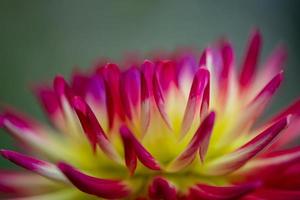 zweifarbige Dahlien-Nahaufnahme auf grünem Hintergrund. rote und gelbe Gartenblume an einem Sommertag Makrofotografie. ungewöhnliche blütendahlie runde form blumentapete. foto