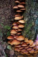 eine Familie von Honigpilzen, die auf einer Baumstamm-Waldfotografie wachsen. Eine Gruppe von Pilzen auf der Rinde eines Baumes im Herbstwald. foto