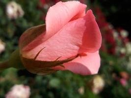 schöne rosa Rose foto