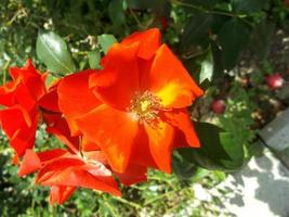 rote Rose in der Hitze. bezaubernde Blumen foto