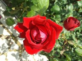 eine rote Rose. eine schöne Blume foto