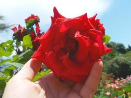 Die bezaubernde Rose im Garten verwelkt vor Hitze foto