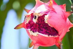 drachenfrucht auf dem drachenfruchtbaum, der auf die ernte in der landwirtschaftsfarm in asiatischer pitahaya-plantage wartet. drachenfrucht in thailand im sommer foto