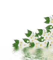 Zweig der Jasminblüten isoliert auf weißem Hintergrund. Frühling foto