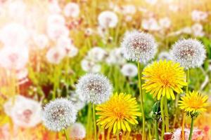 Flauschige Löwenzahnblüte vor dem Hintergrund der Sommerlandschaft. foto