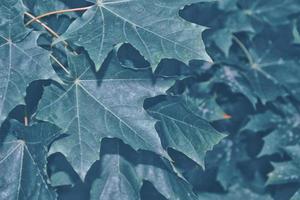 Herbstlandschaft mit leuchtend buntem Laub. Indischer Sommer. foto